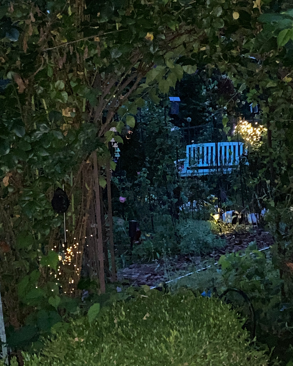garden at night