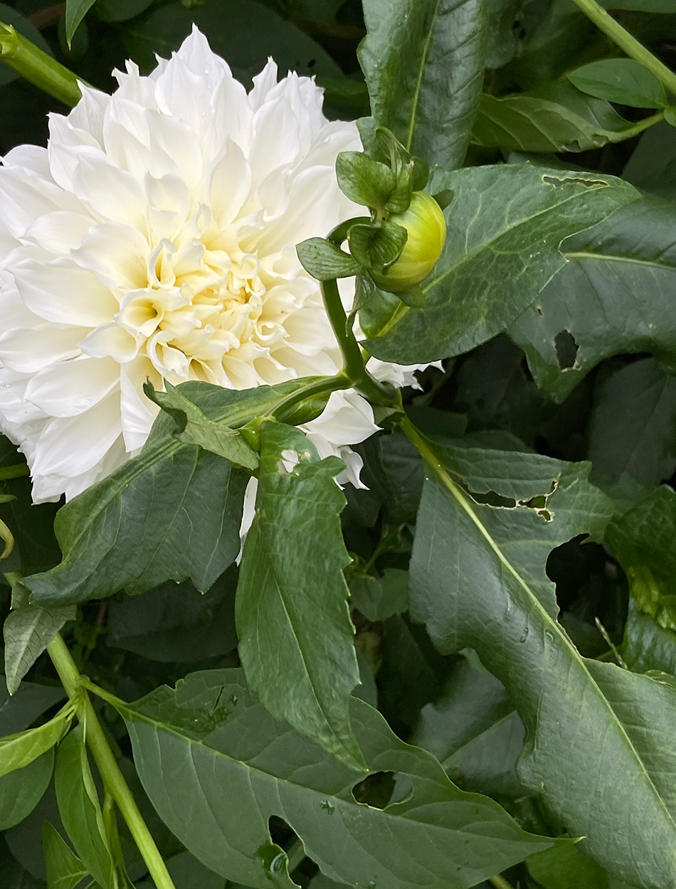 large white dahlia bloom