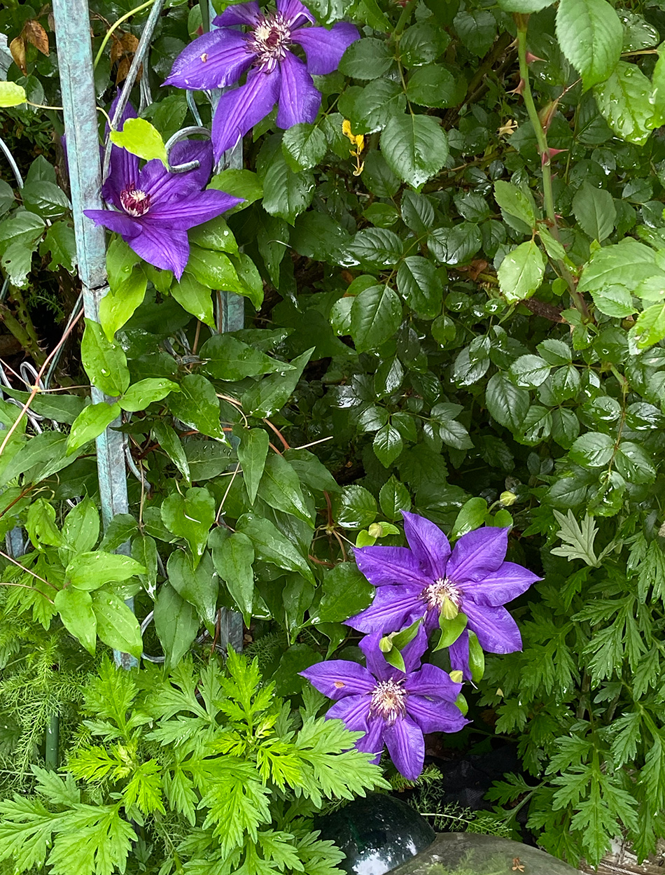 bright purple clematis