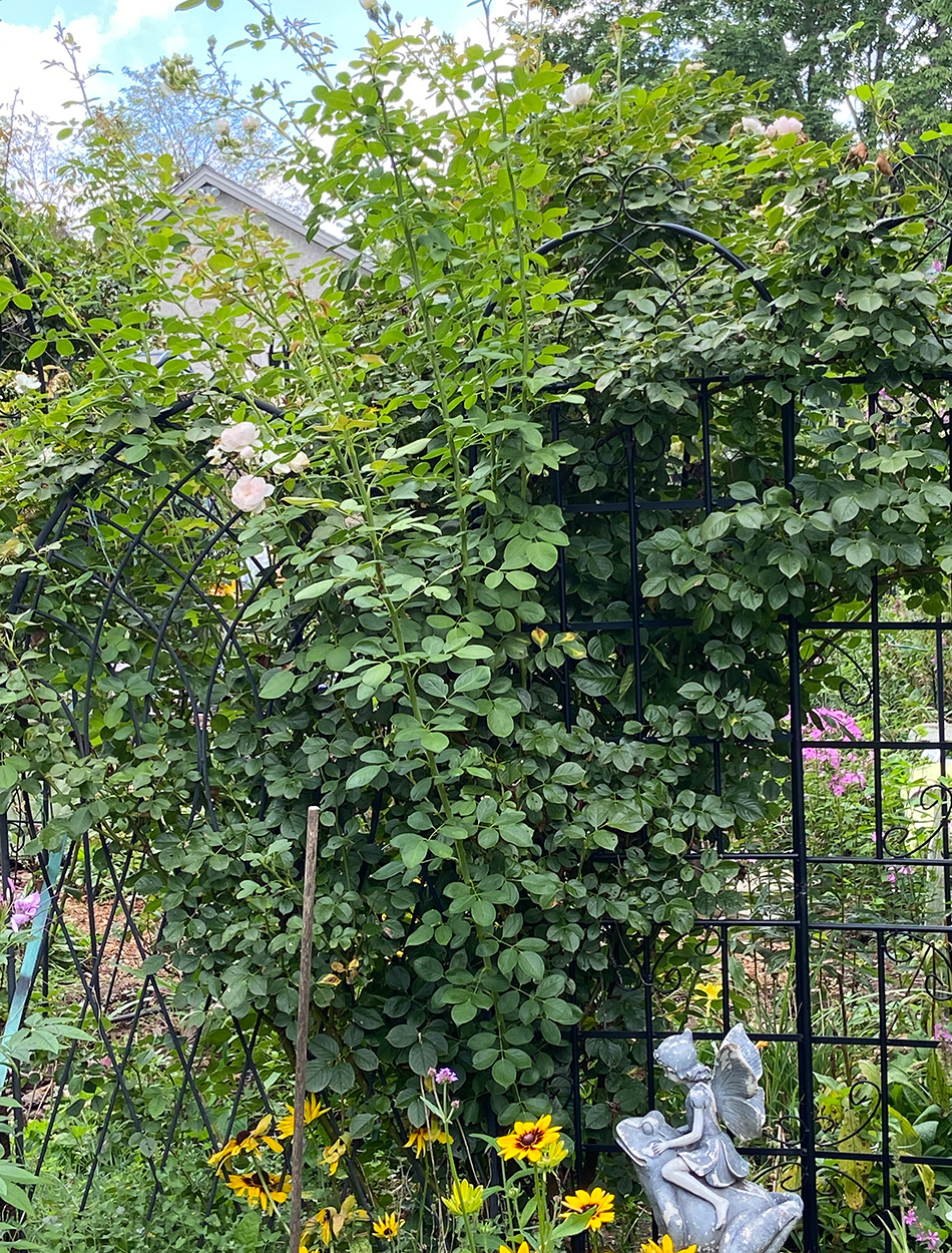 trellises covered in climbing roses