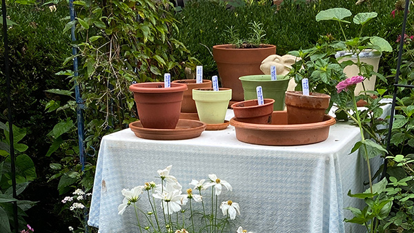 Roses and Clematis Save Spring in Dot's Pennsylvania Garden - Fine