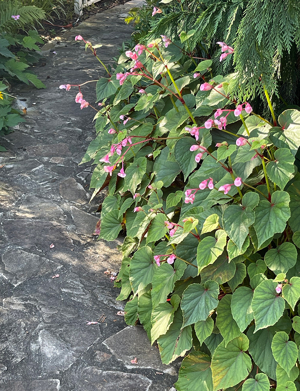 hardy begonia with light pink flowers