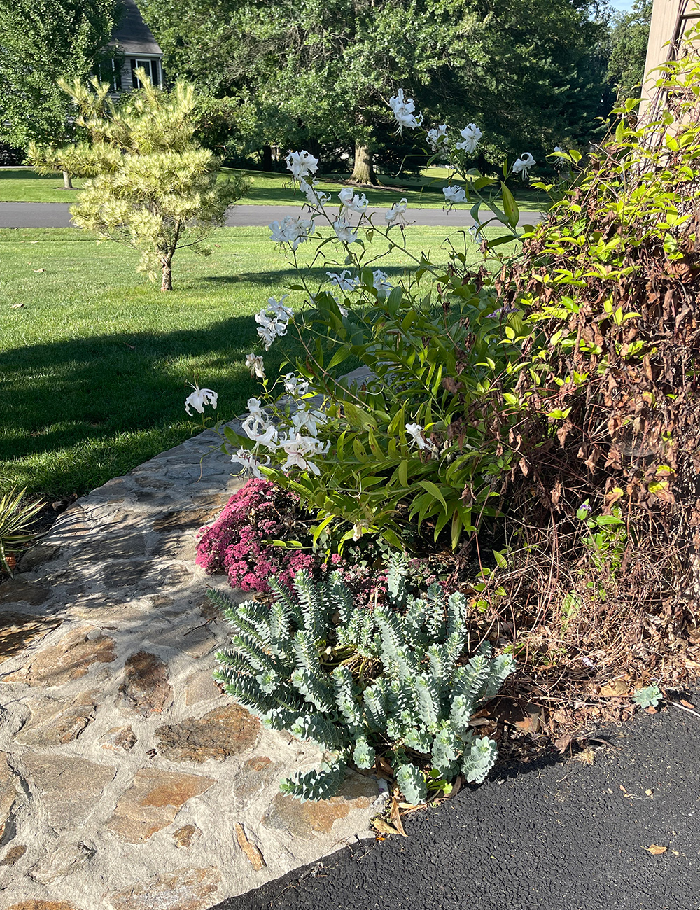 front yard garden bed