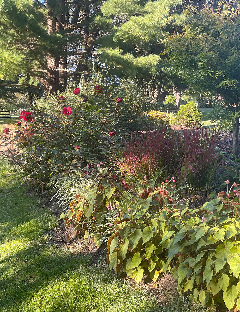 bright red hibiscus flowers in back of garden bed