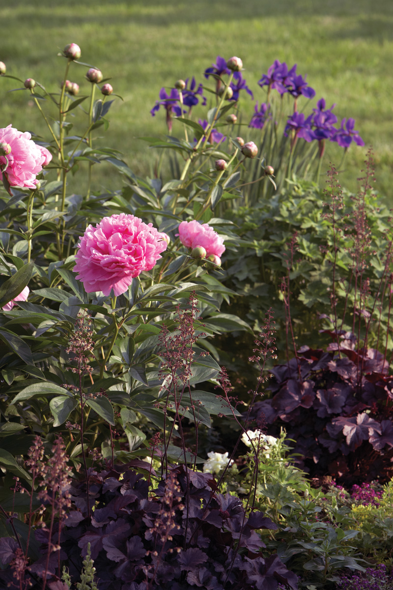 Pink ‘Sarah Bernhardt’ peony blooms