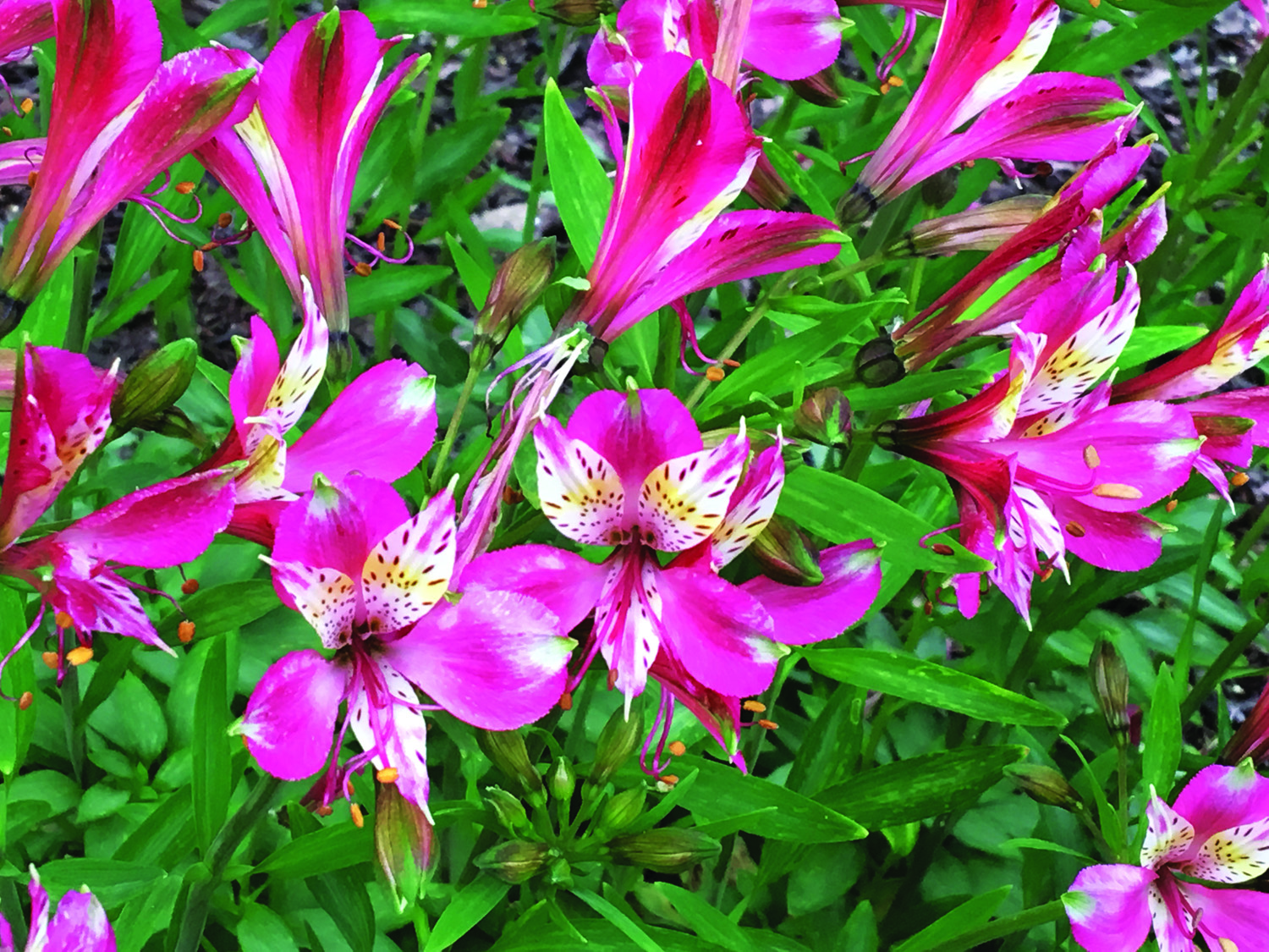 Alstromeria Freedom