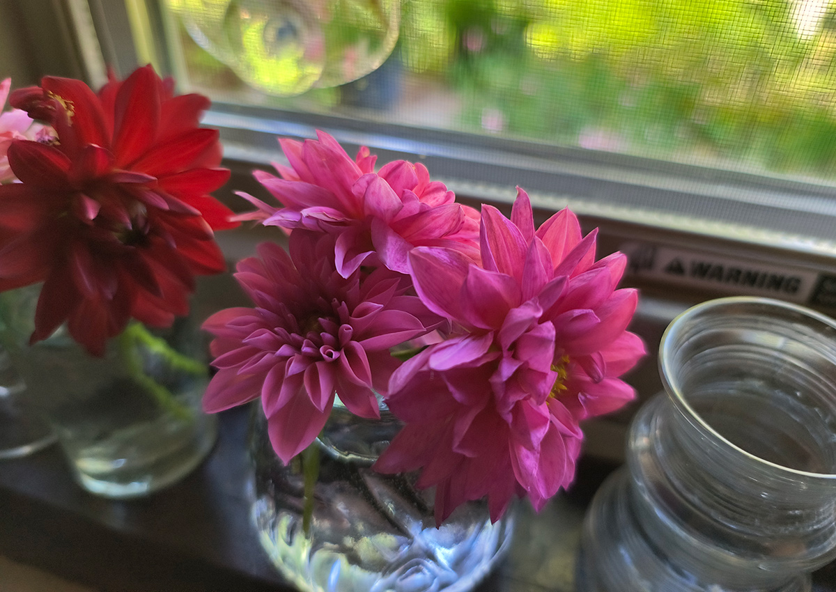 bright pink dahlias