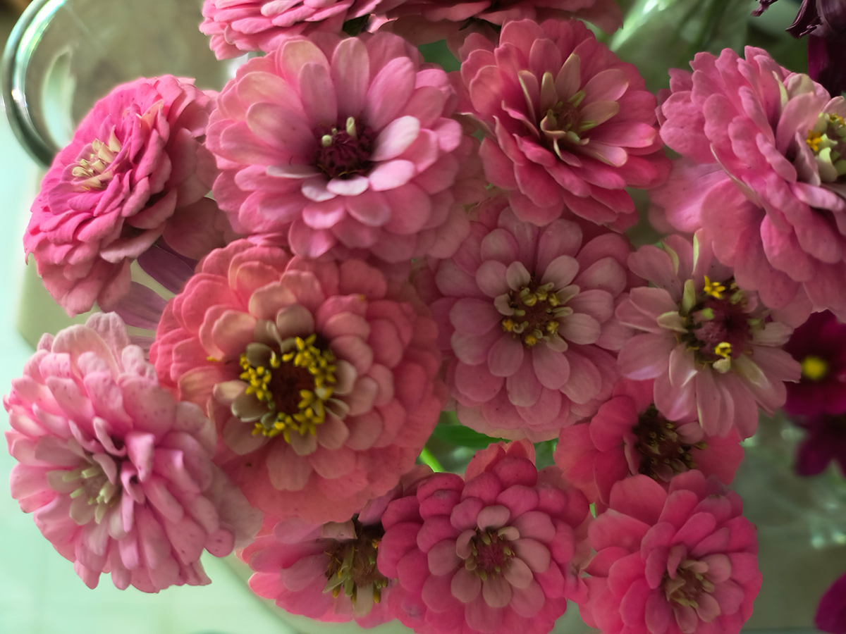 bouquet of pink zinnias