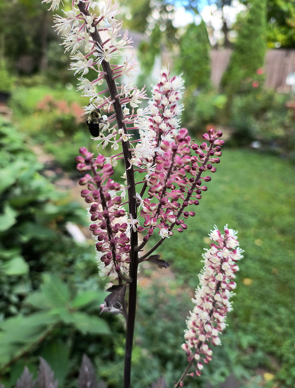 spires of light pink flowers on dark stems