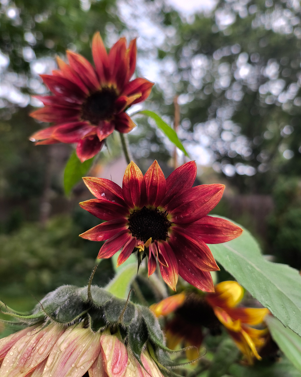Chocolate Cherry sunflowers