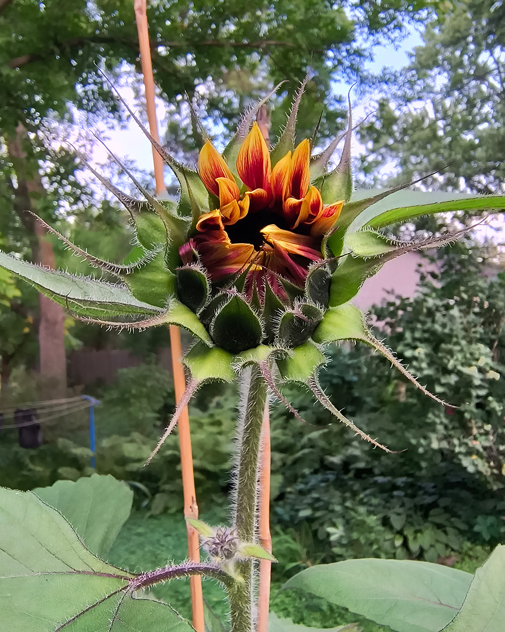 sunflower bud opnening 