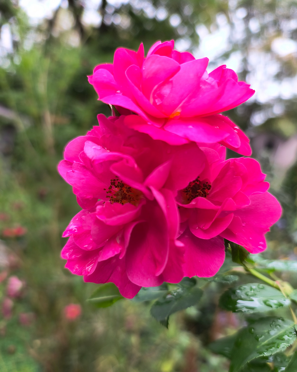 bright pink rose cluster
