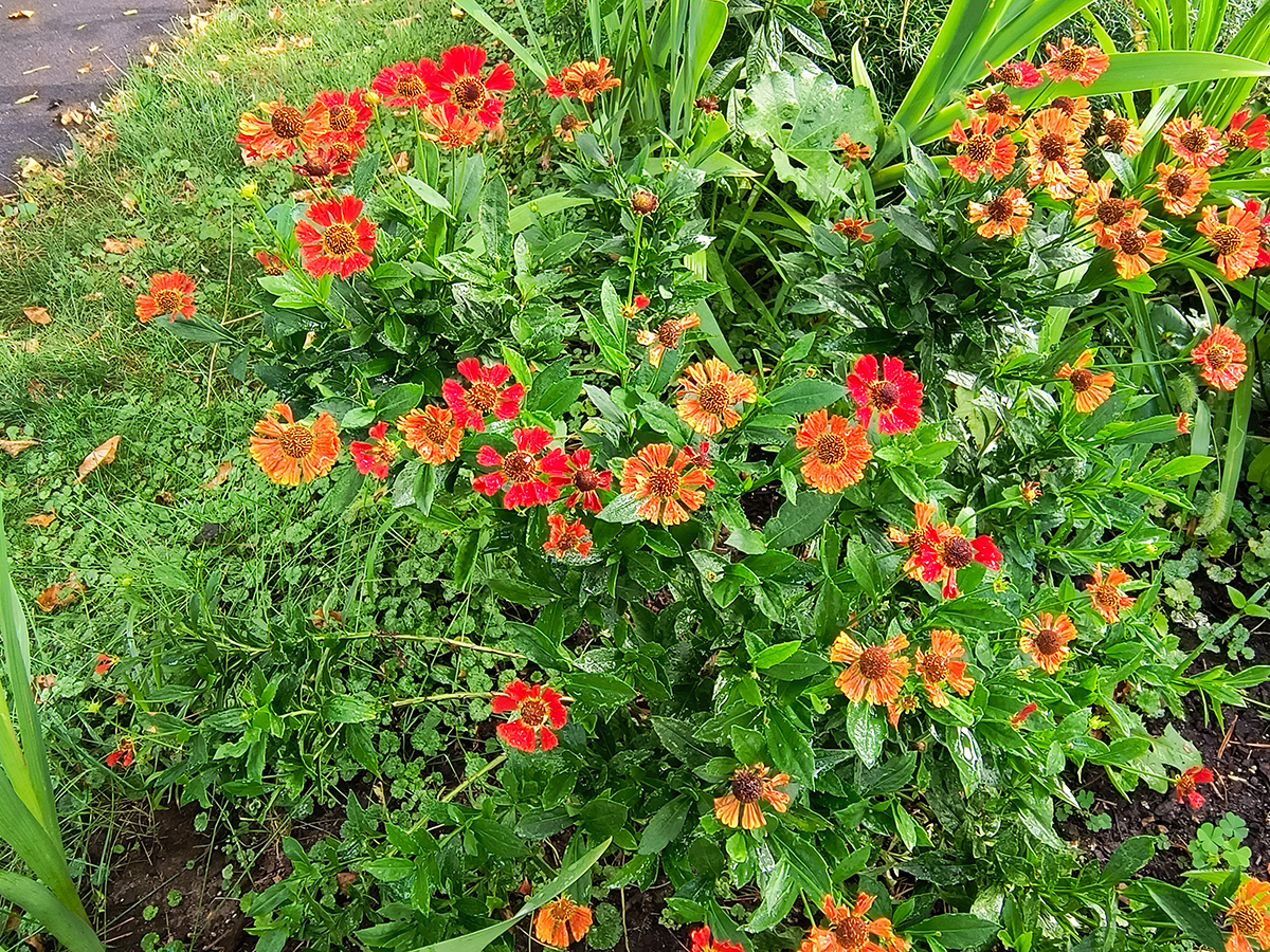 orange Helenium blooms