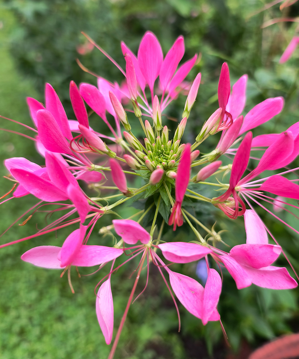 bright pink cleome bloom