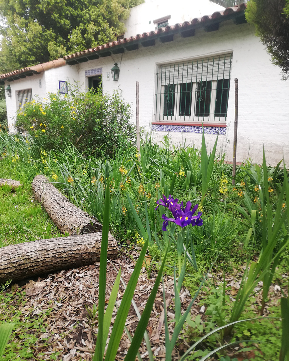 bright purple iris in early spring garden