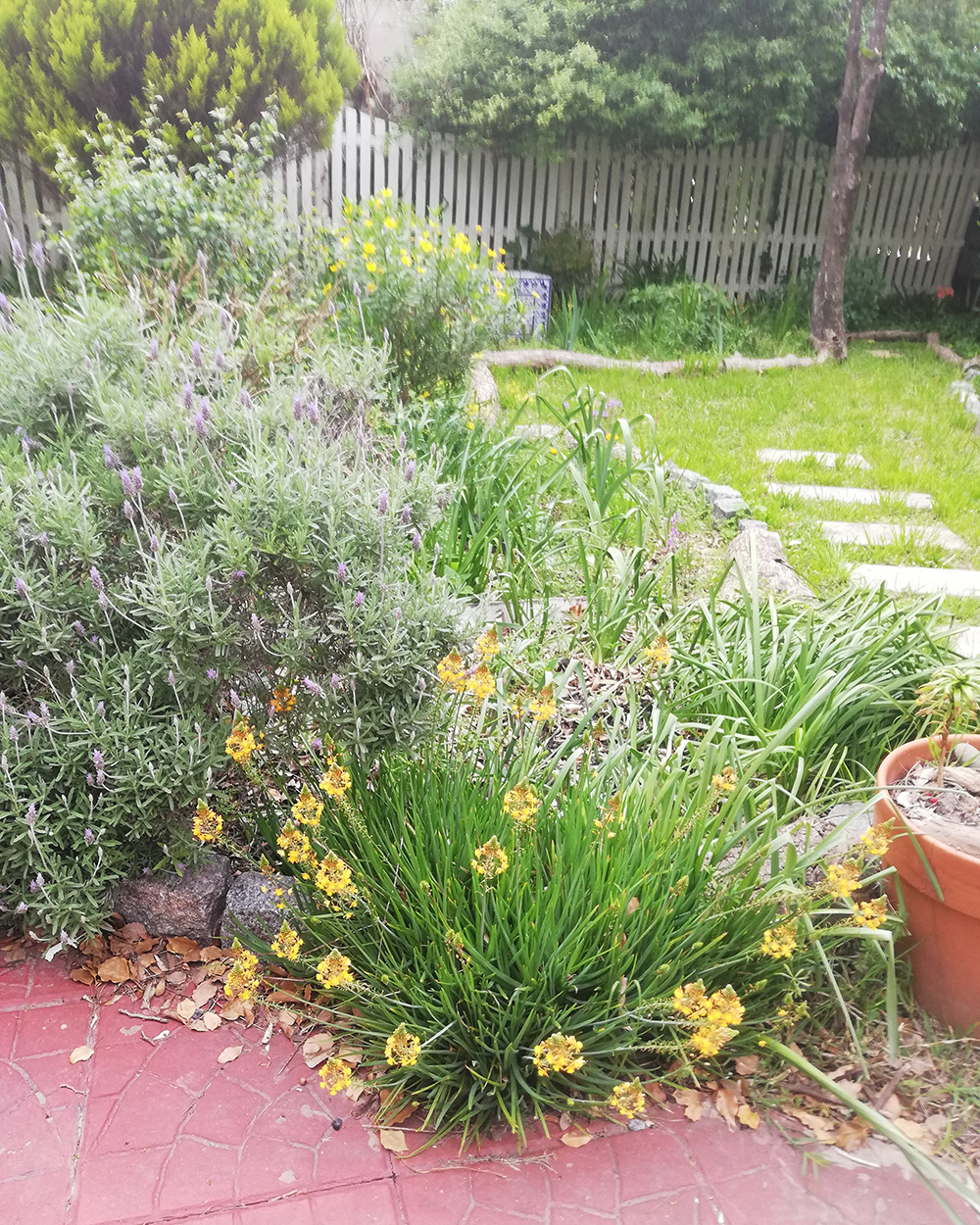 yellow and purple flowers in spring garden