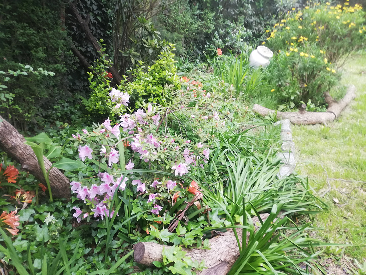 light pink azalea in front of spring garden