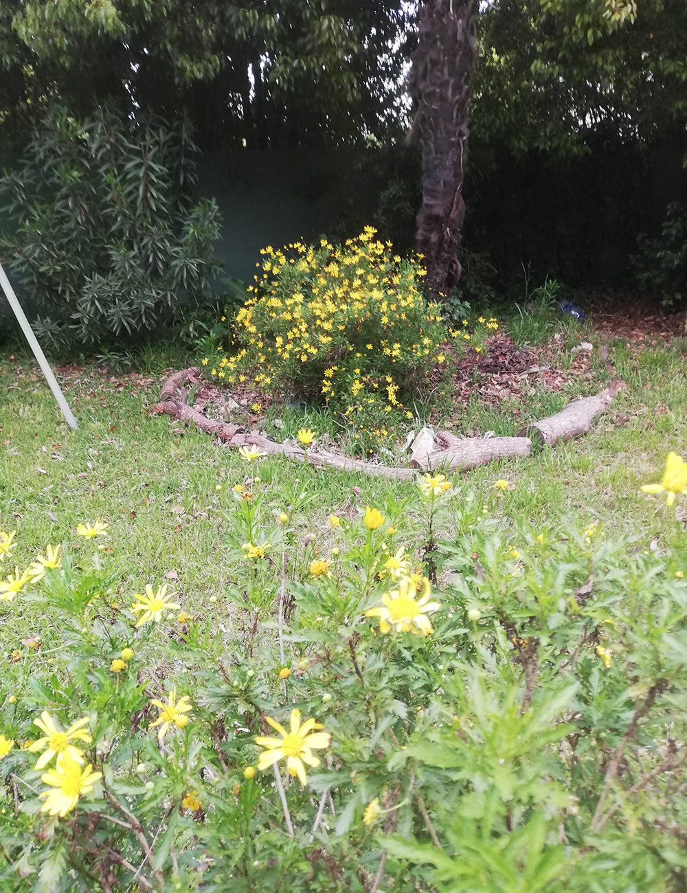 bright yellow flowers in spring garden