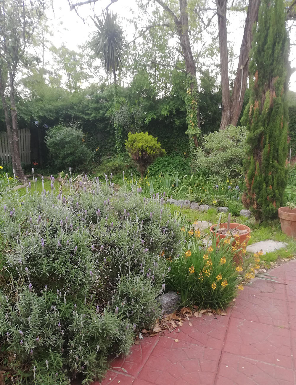 large lavender plant next to orange flowers