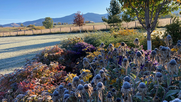 Judy's First Frost in Montana - Fine Gardening