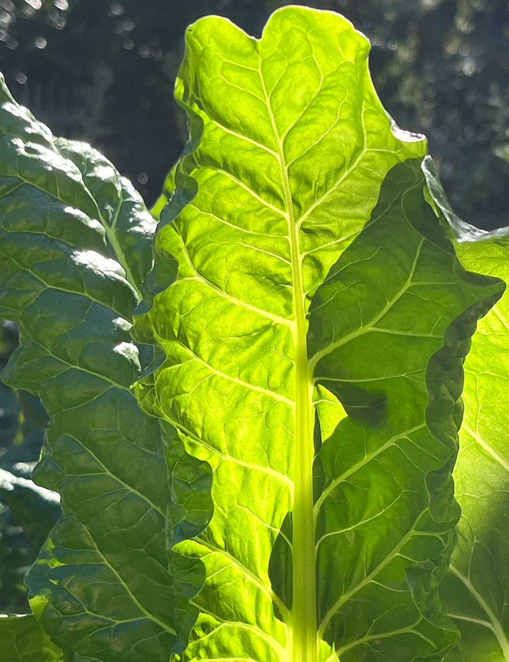 bright green leaves of chard
