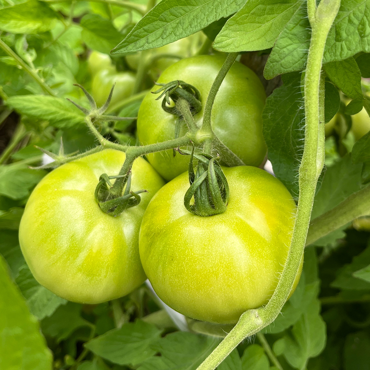 green tomatoes on the vine
