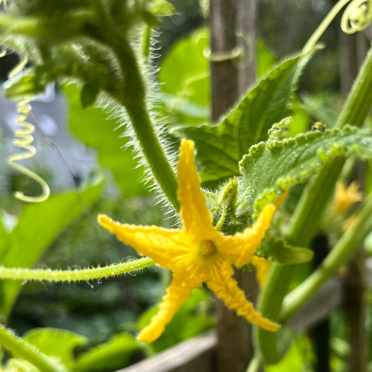 cucumber flower