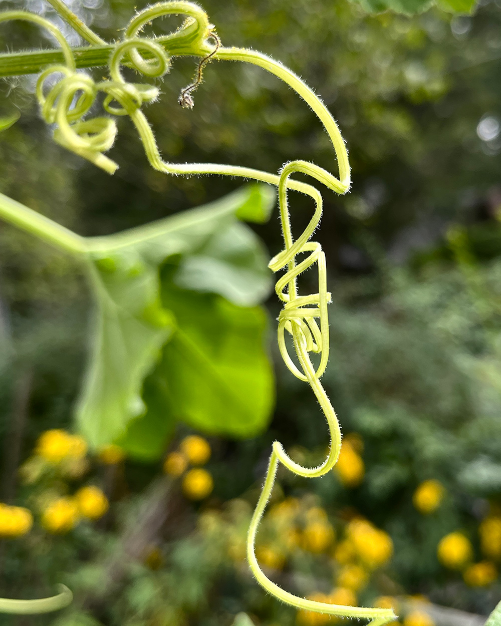 cucumber vine