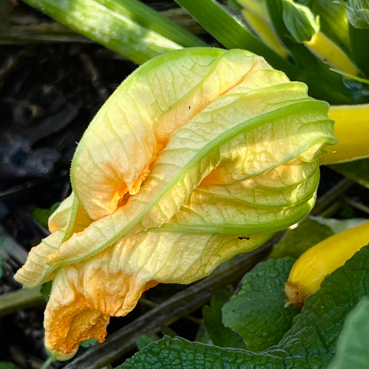 zucchini pumpkin flowers