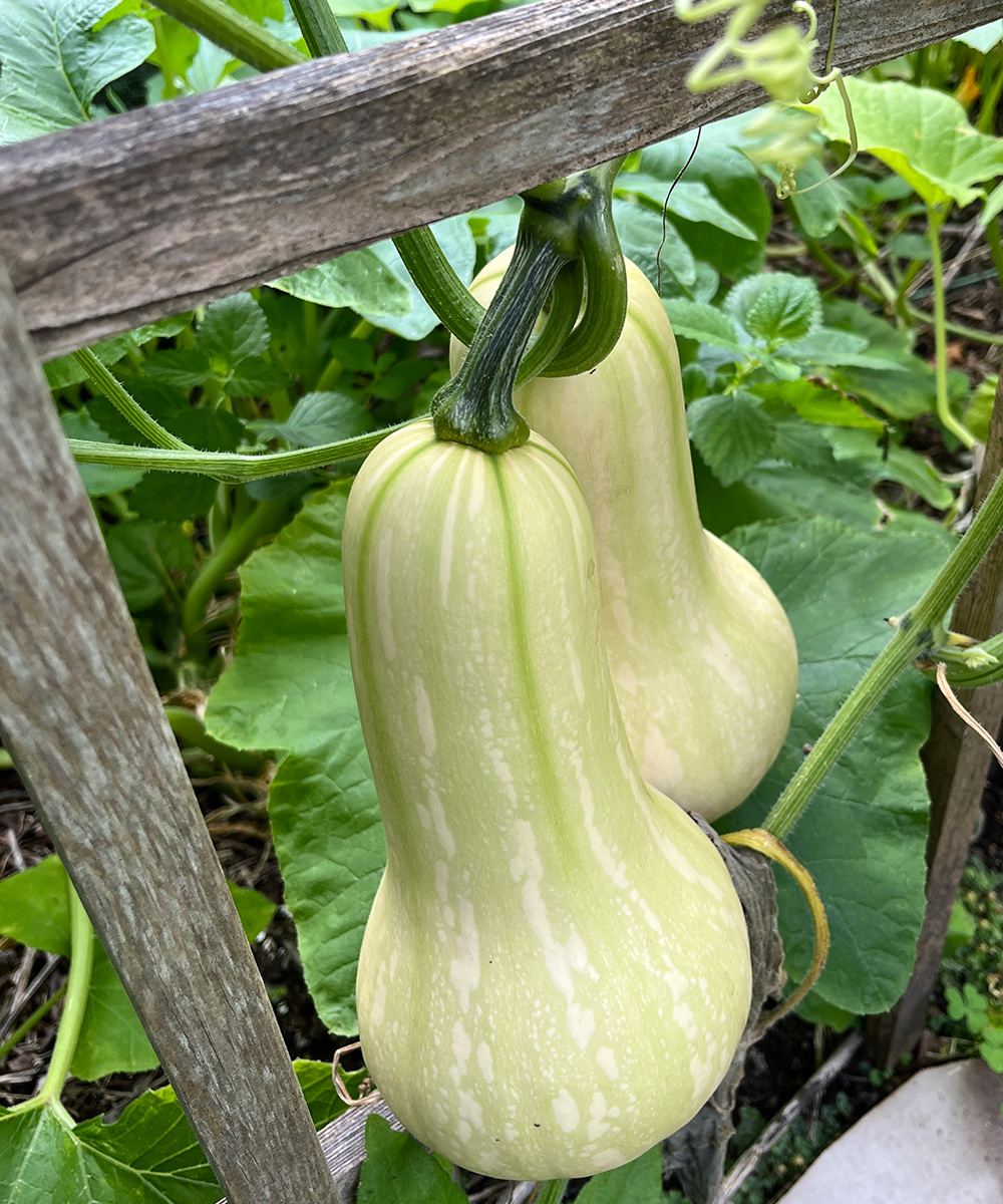 white and green butternut squash