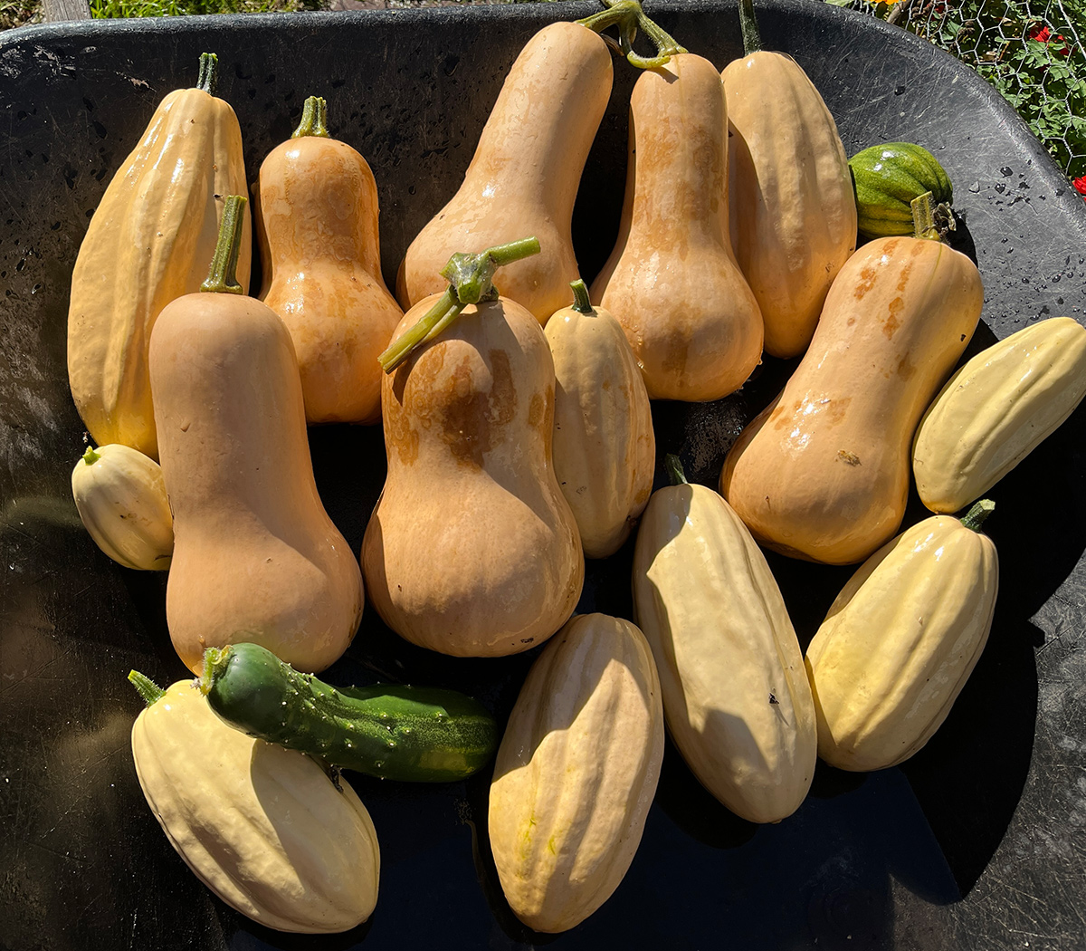 Garden harvest of various pumpkins and cucumbers