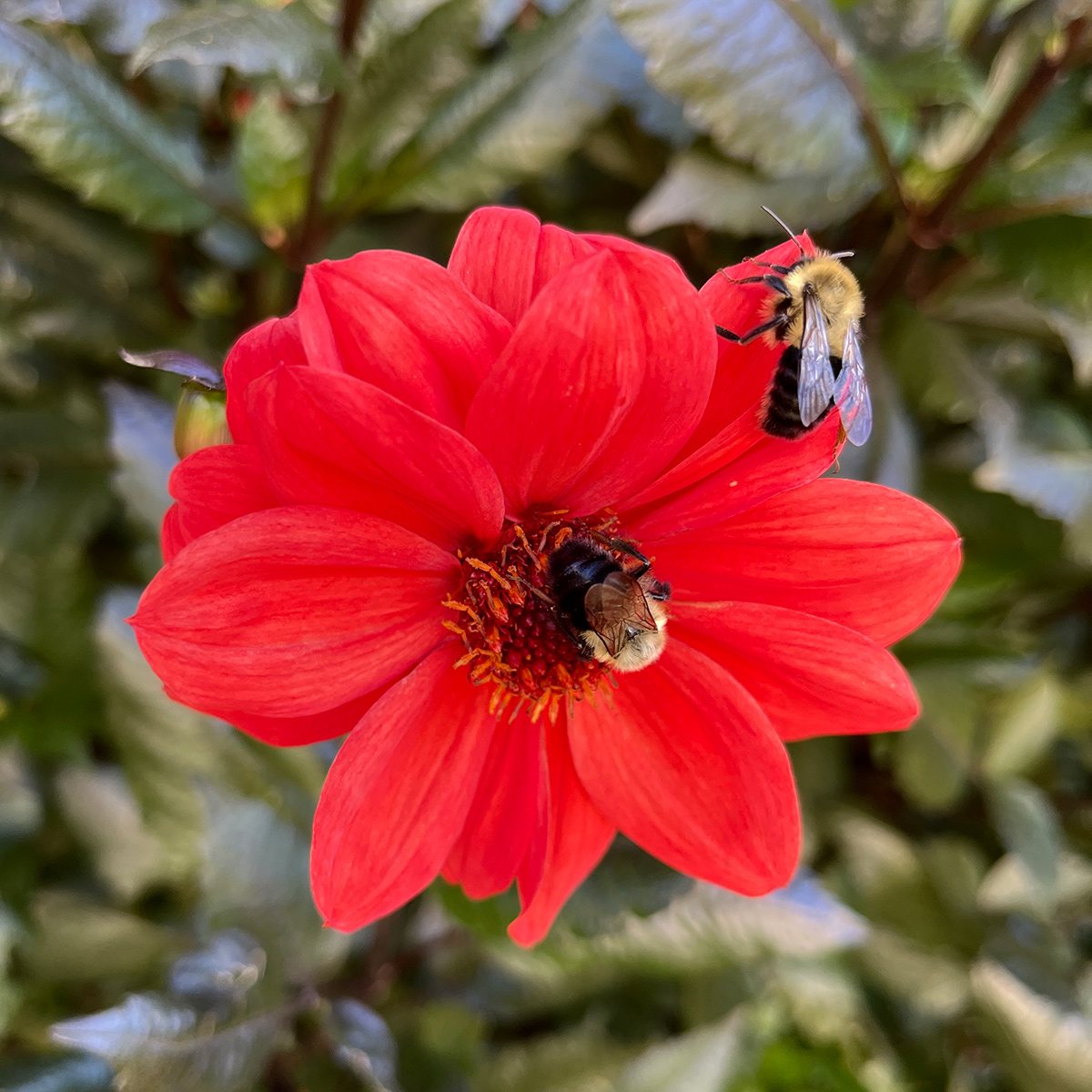 bright red dahlia bee