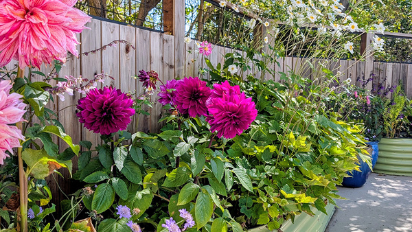 GPOD-Porter-Felt-5-raised-beds