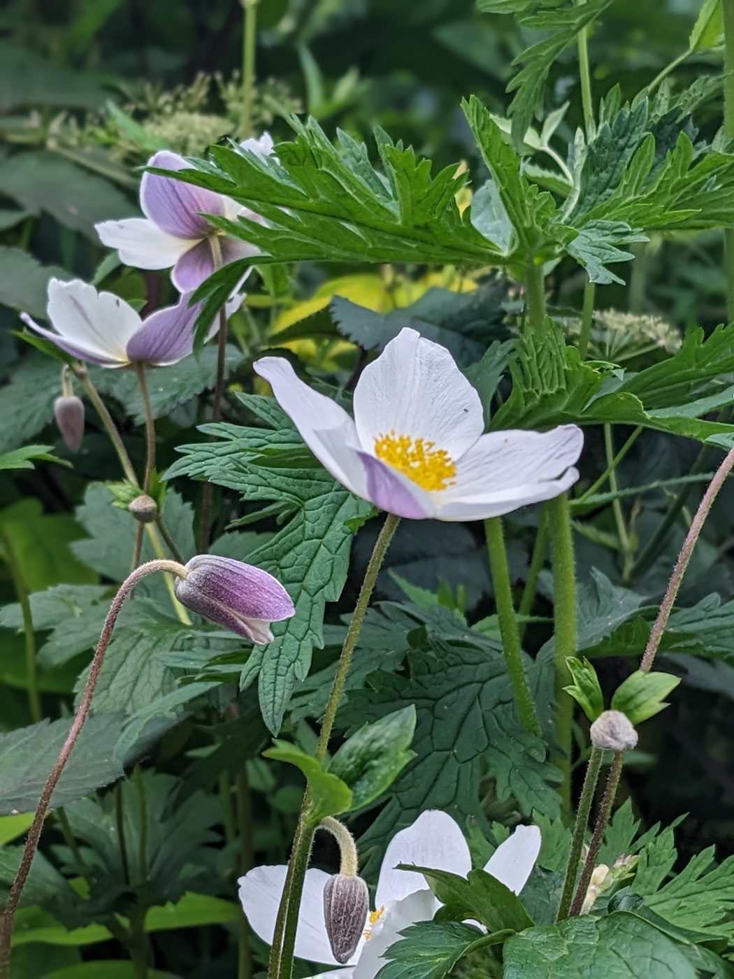 Wild Swan™ hybrid anemone