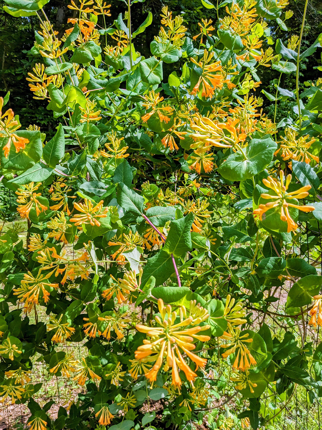 Yellow trumpet honeysuckle plant habit with blooms