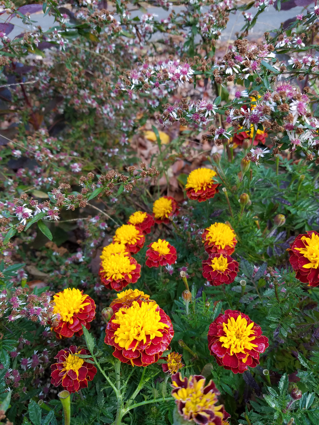 ‘Super Hero Spry’ French marigold in the garden