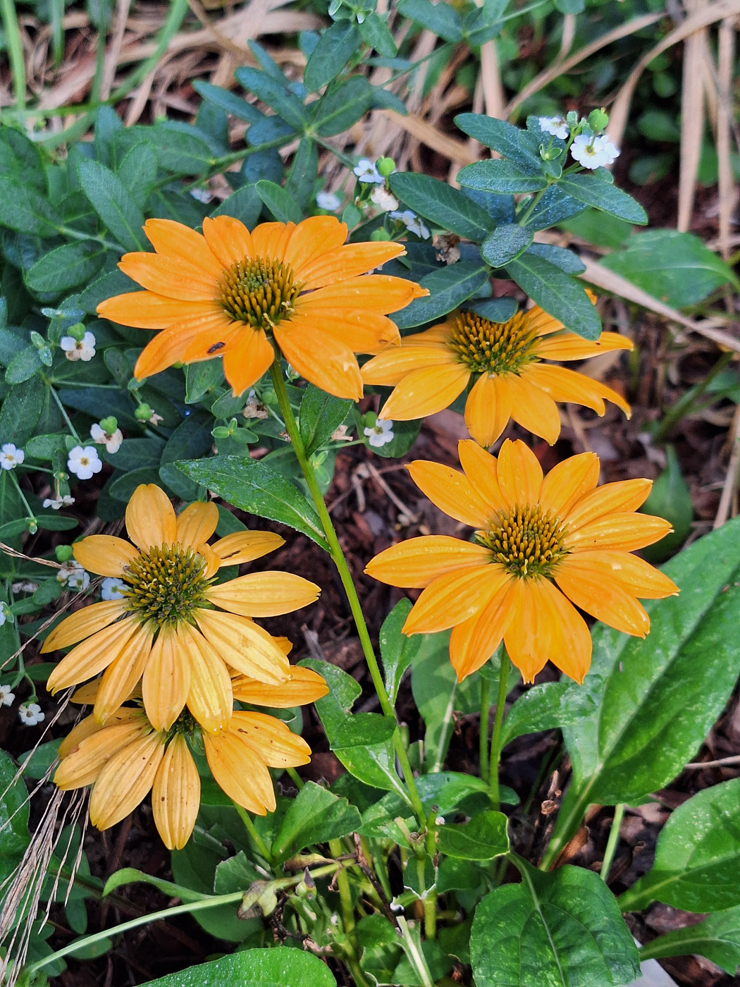 Artisan™ Yellow Ombre coneflower