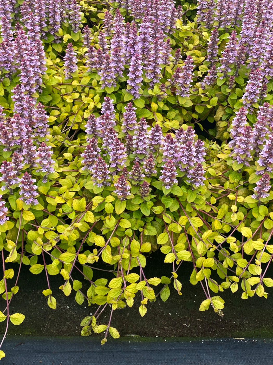 ‘Flashy Flamingo’ ajuga foliage and blooms