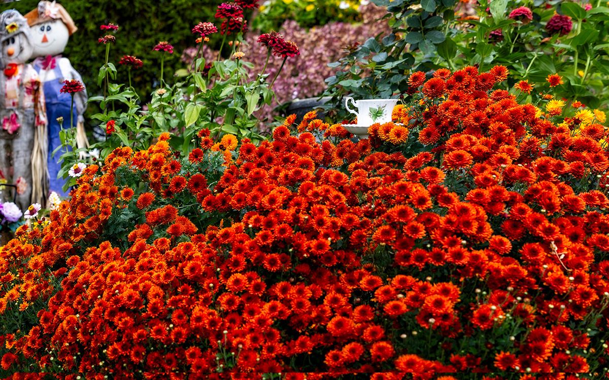 deep orange mum in garden