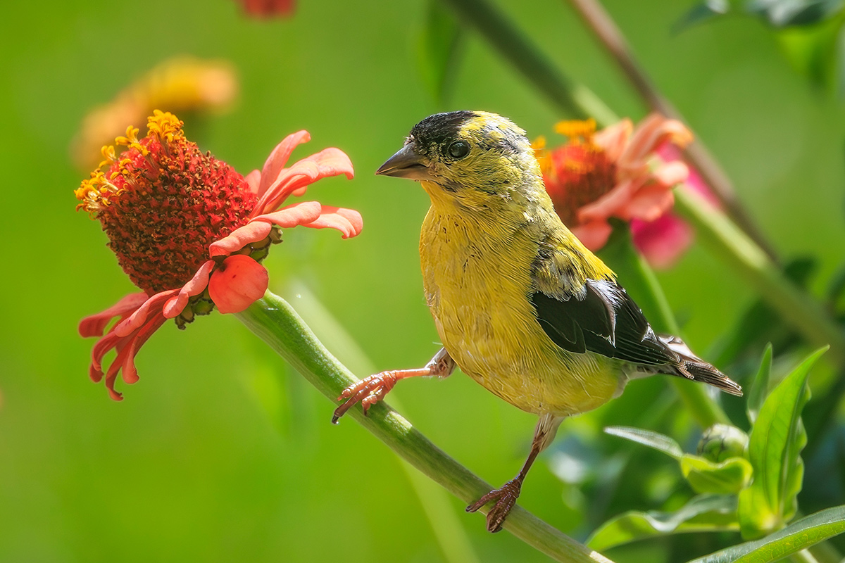 bird on the stem of a zinnia