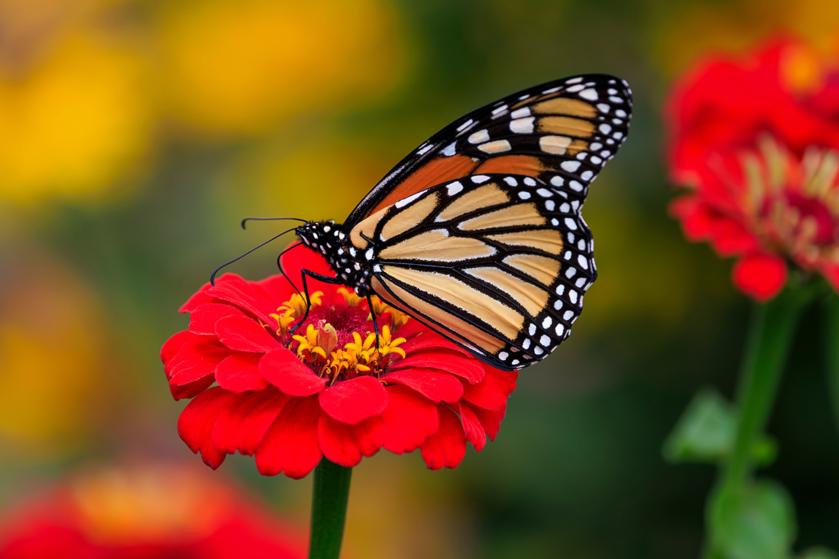 monarch butterfly on bright red zinnia