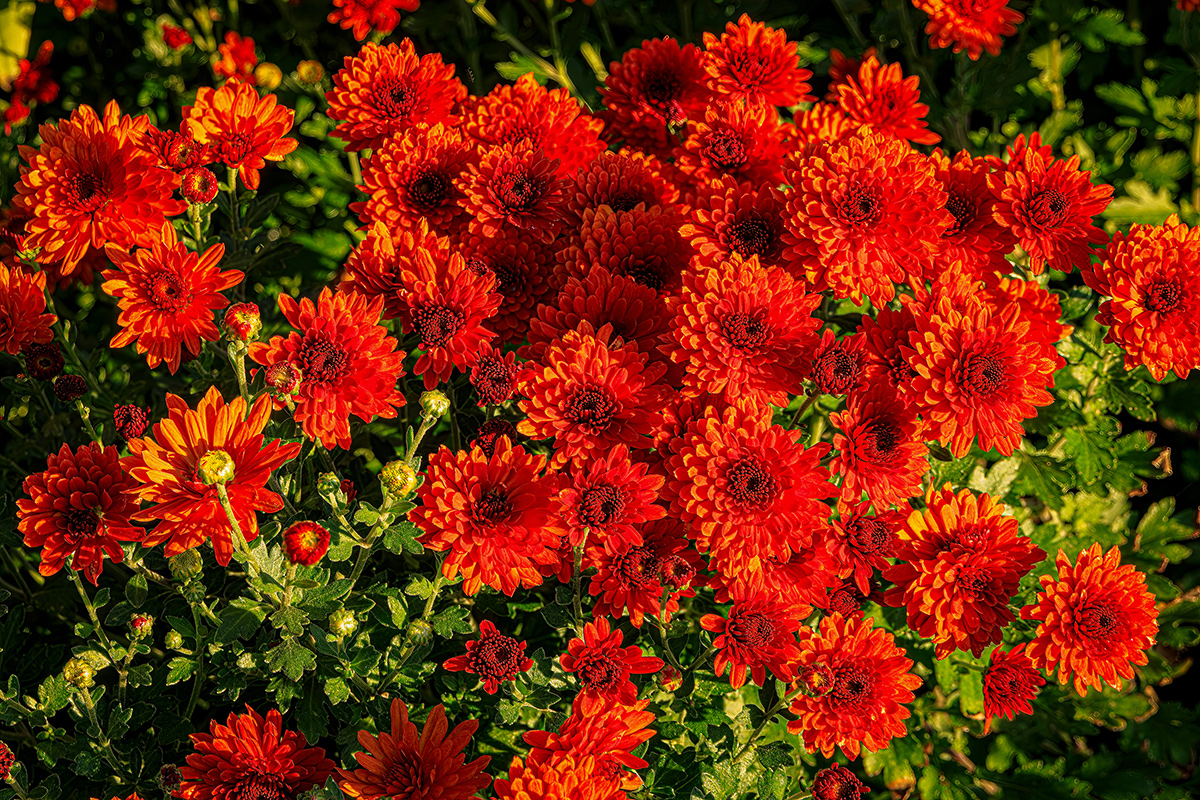 close up of deep orange mums