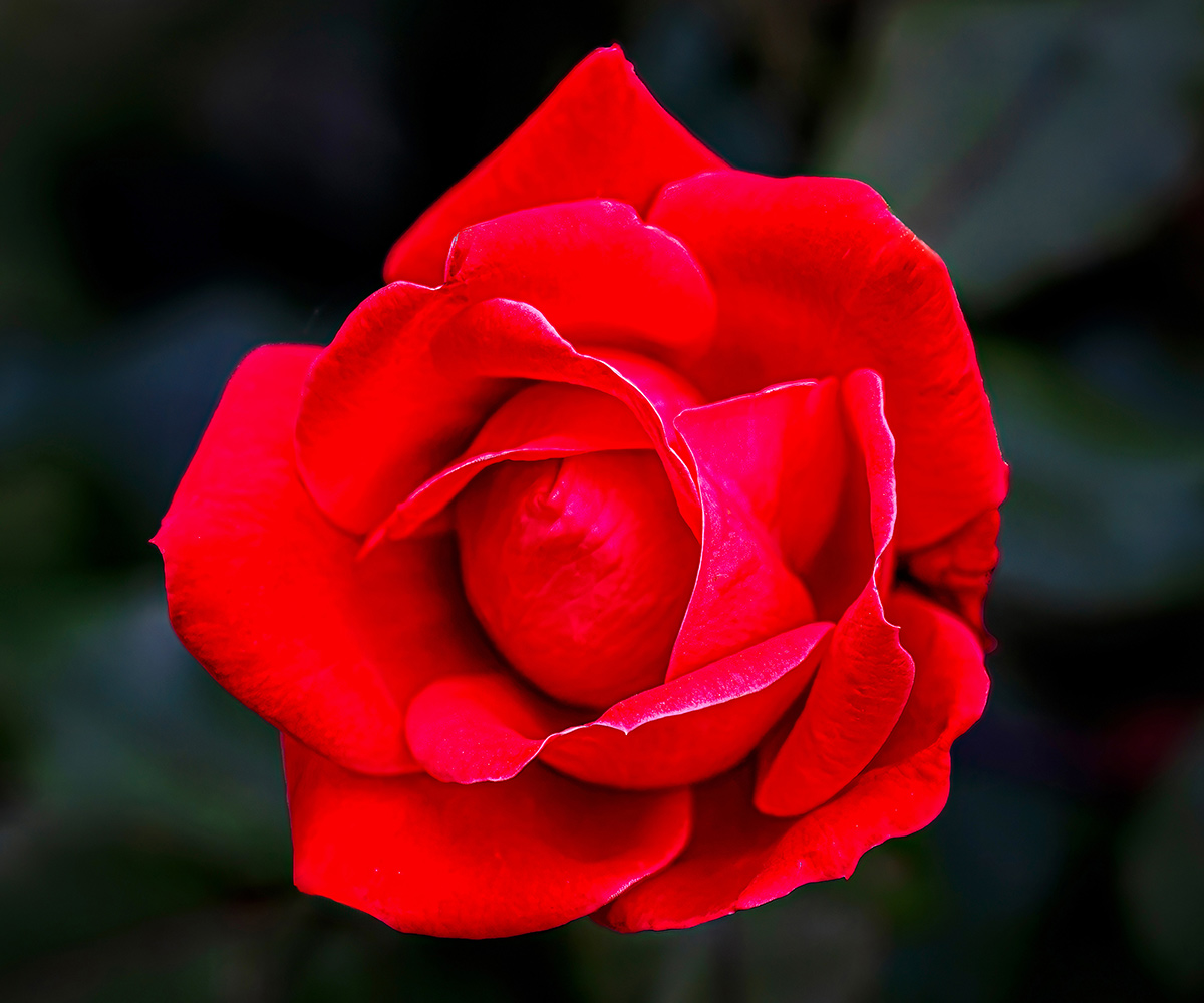 close up of bright red rose