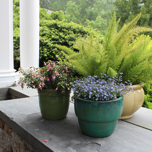 Growing Asparagus Ferns in the Northeast - Fine Gardening