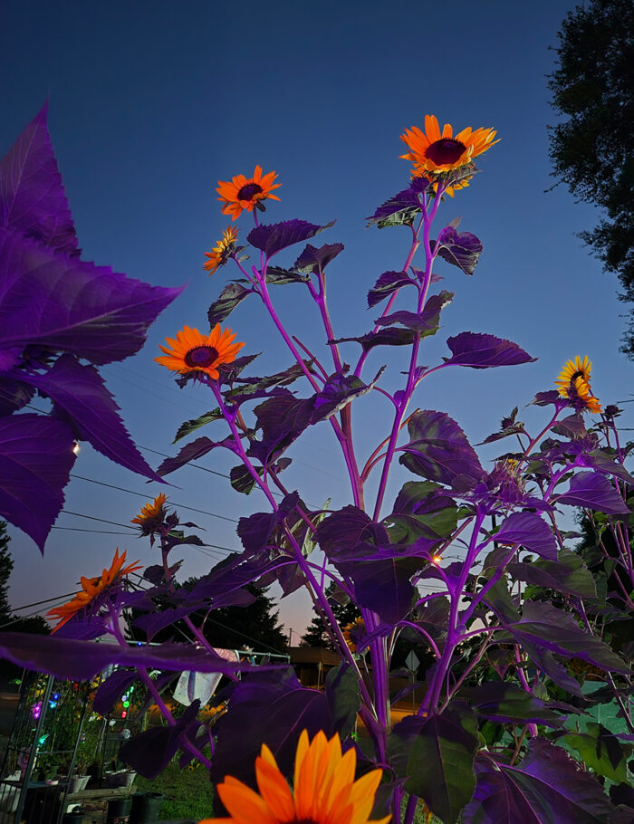 Addilynne's Memorial Sunflowers in California - Fine Gardening