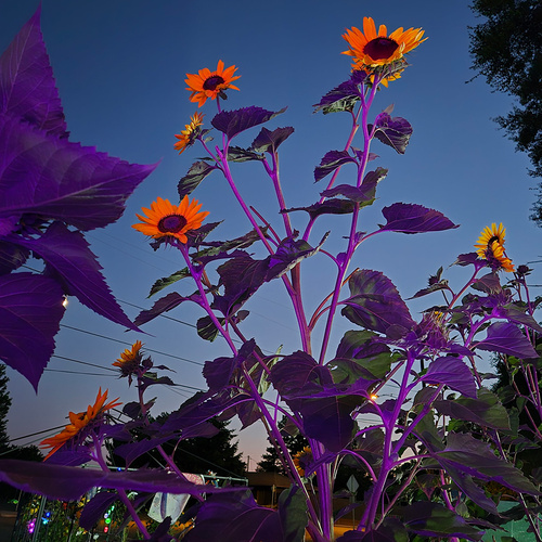 邦楽 Sunflower's Garden - Believe in tomorrow Amazon.co.jp: Believe In Tomorrow - Sunflower's Garden: Music