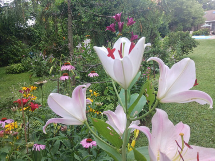 light pink lilies in foreground of garden