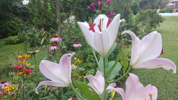 GPOD-Lee-16-summer-flowers-