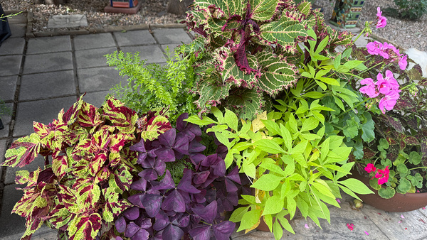 Leslie's Colorful Containers in Colorado, Part 1 - Fine Gardening