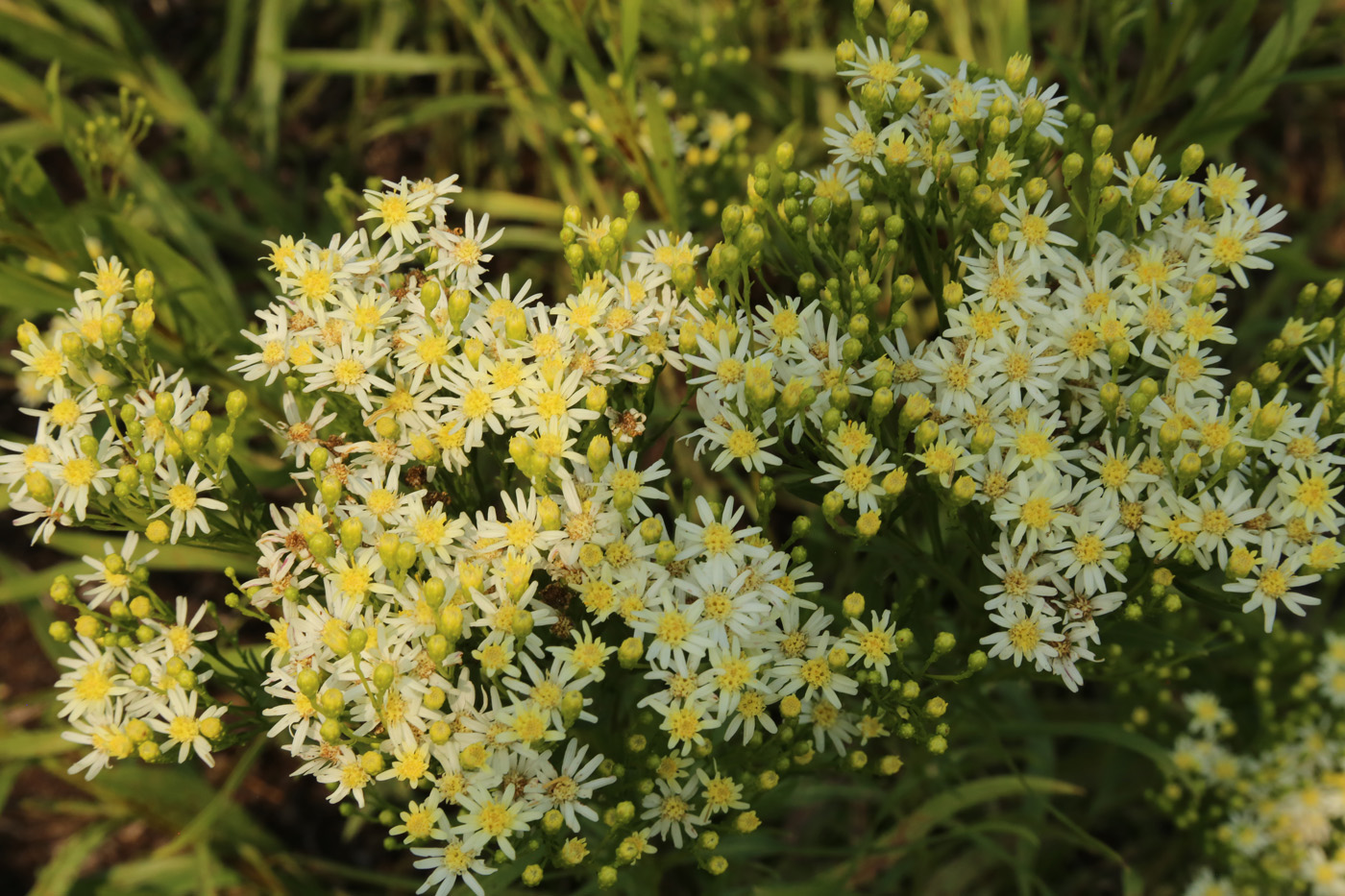 Flor amarilla 'Sugar Kiss'